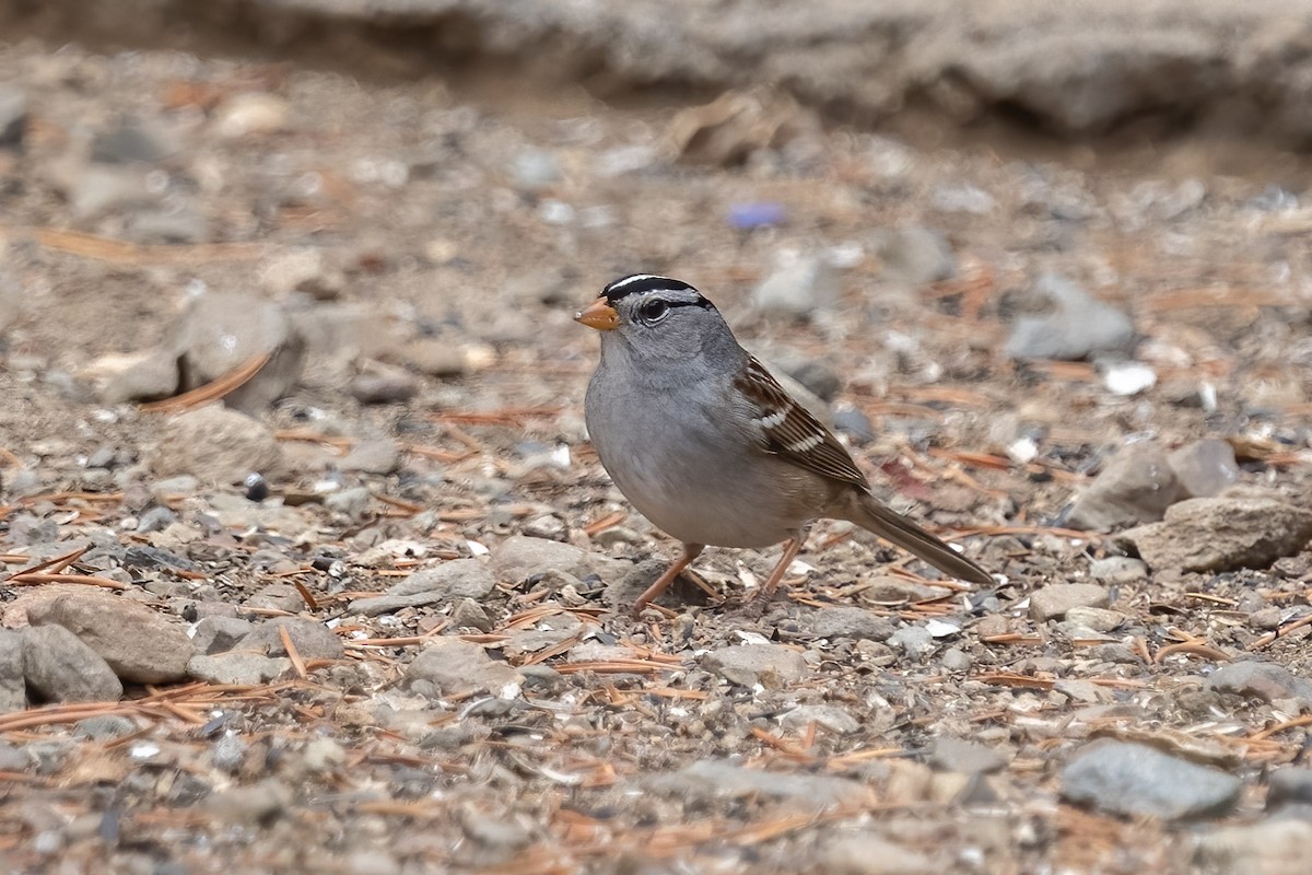 White-crowned Sparrow - ML495209961