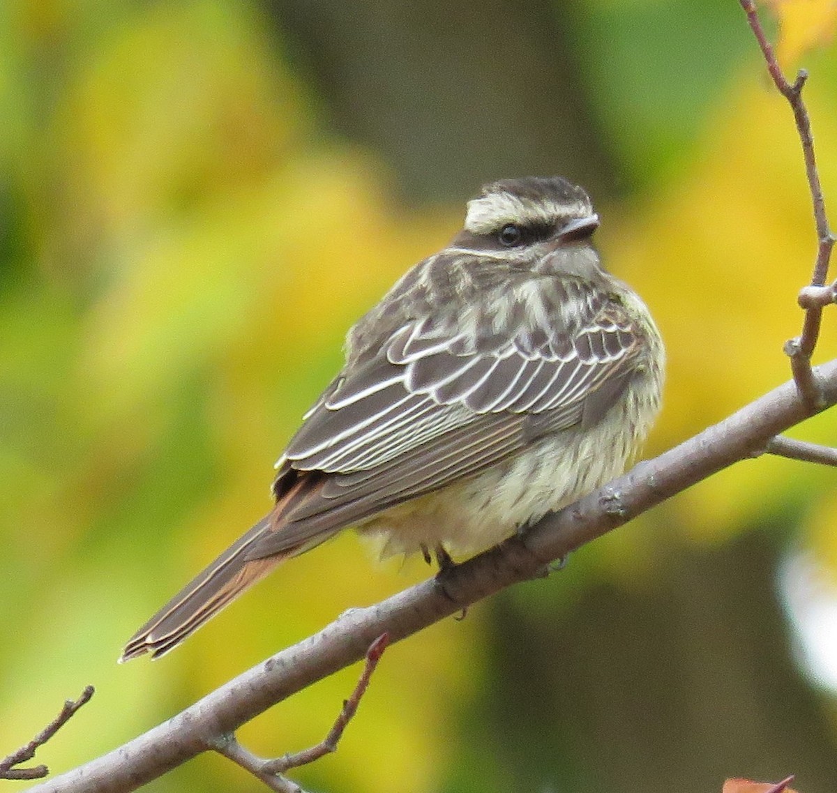 Variegated Flycatcher - ML495210591