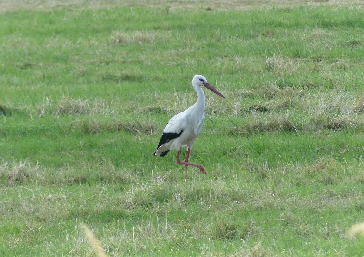 White Stork - ML495210731