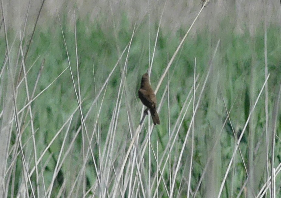 Savi's Warbler - ML495211141