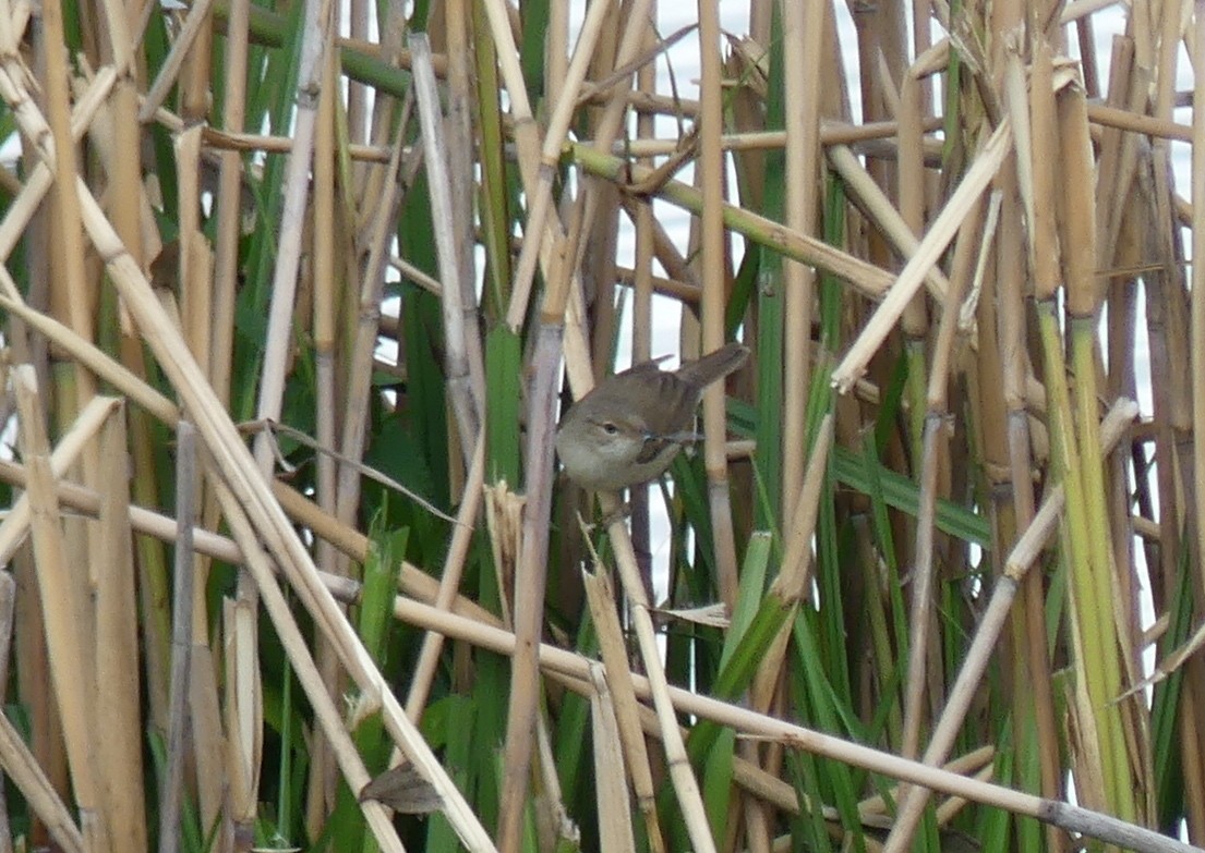 Common Reed Warbler (Common) - ML495211411