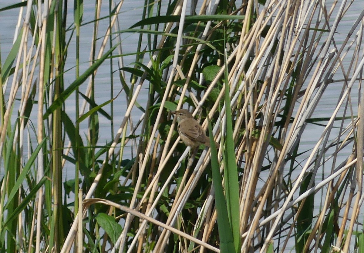 Common Reed Warbler (Common) - ML495211421