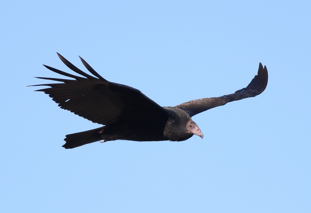 Turkey Vulture - ML495211451