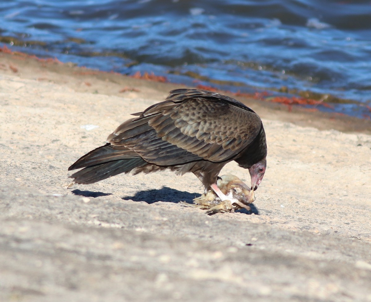 Turkey Vulture - ML495211461