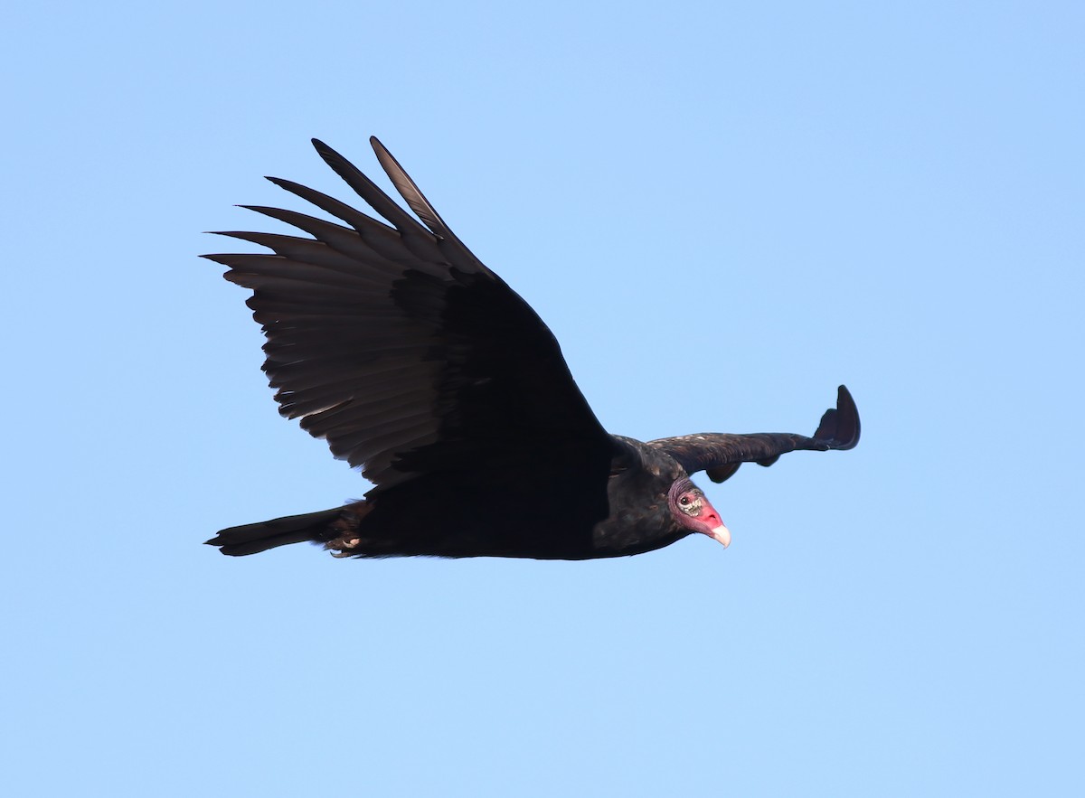 Turkey Vulture - ML495211471