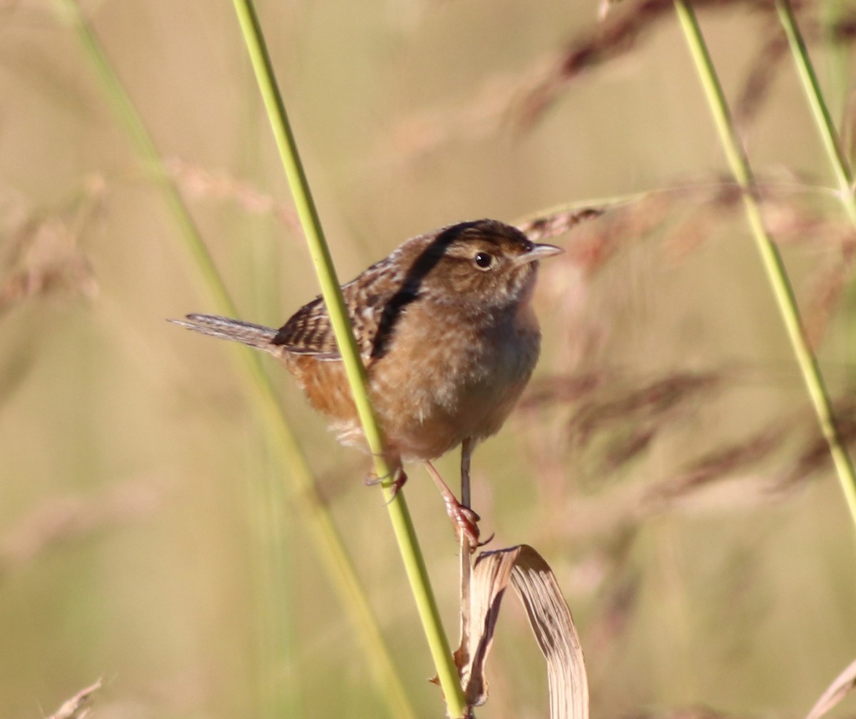 Sedge Wren - ML495211581