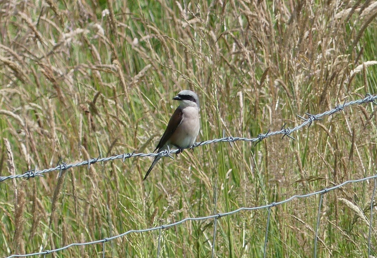 Red-backed Shrike - ML495211761