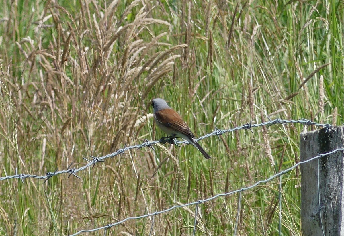 Red-backed Shrike - ML495211771