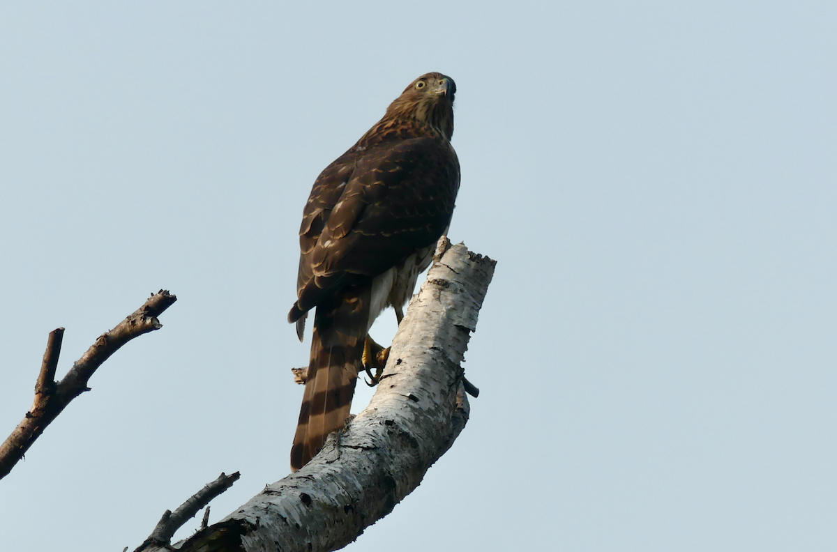 Cooper's Hawk - ML495212481