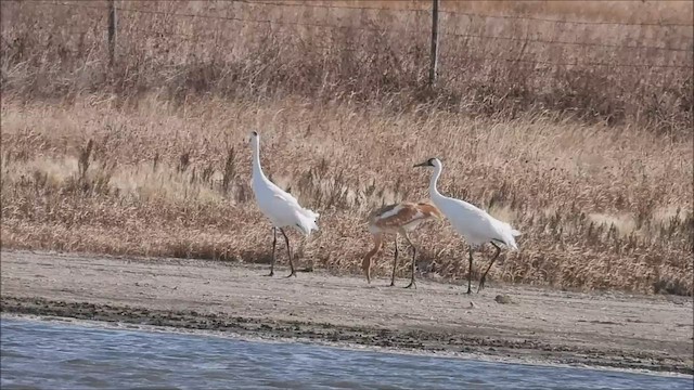 Whooping Crane - ML495212611