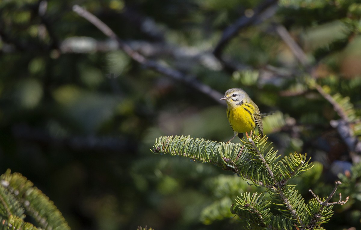 Prairie Warbler - ML495213411