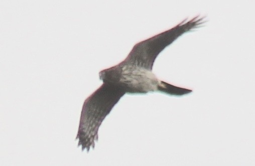 Northern Harrier - ML495216701