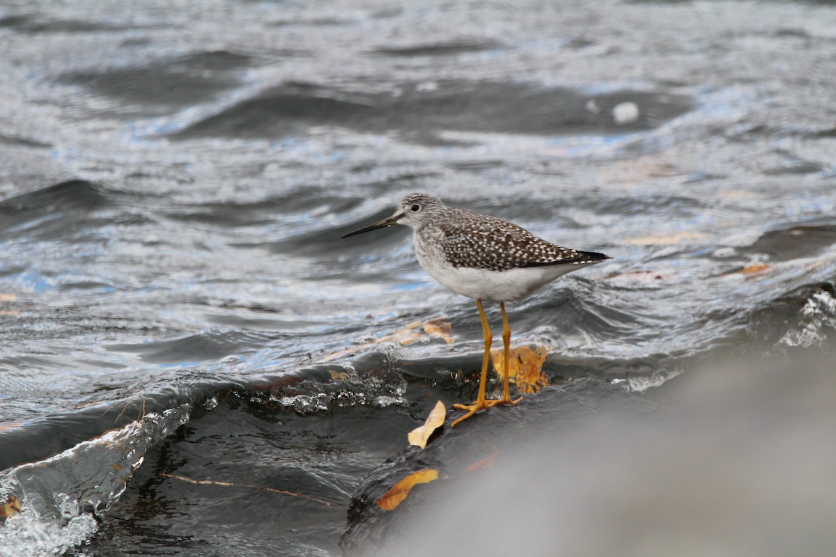 Greater Yellowlegs - ML495217341