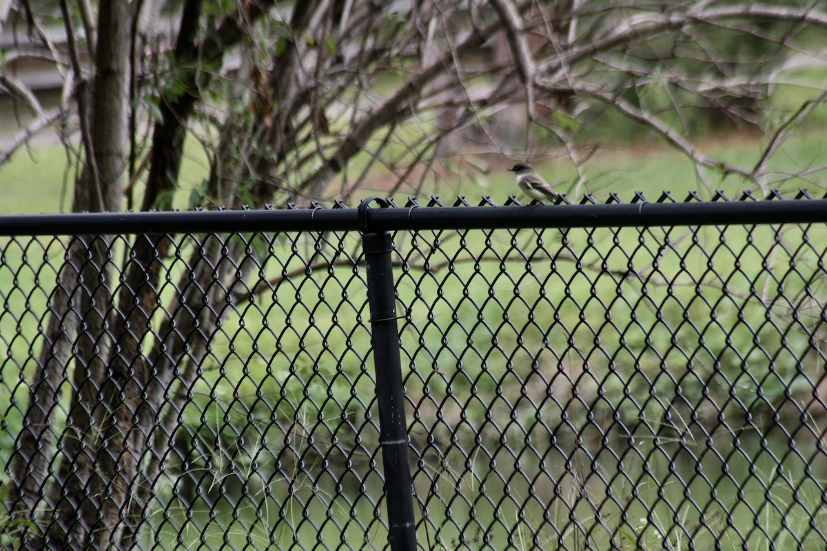 Eastern Phoebe - ML495217531