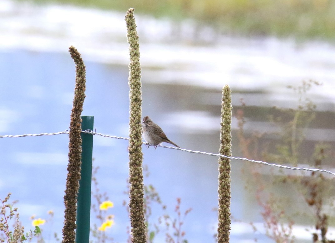 Lincoln's Sparrow - ML495217761