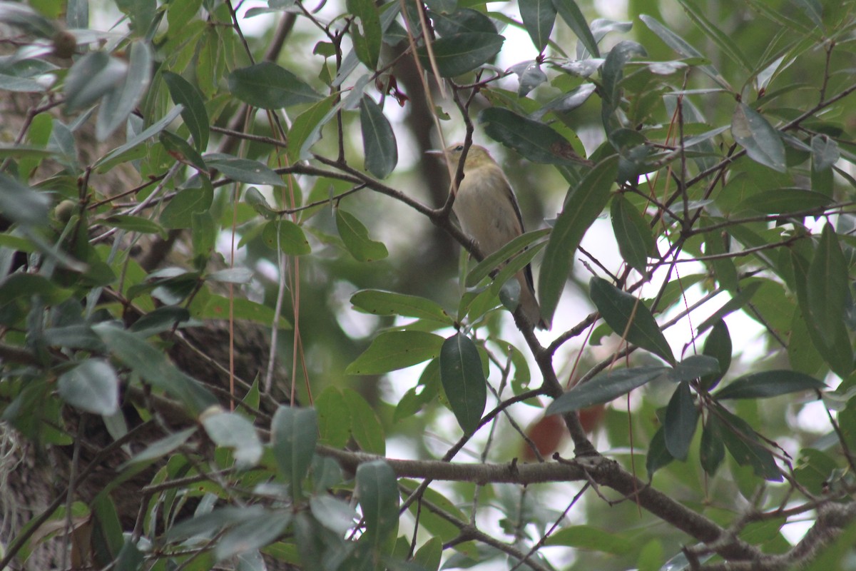 Bay-breasted Warbler - ML495217781