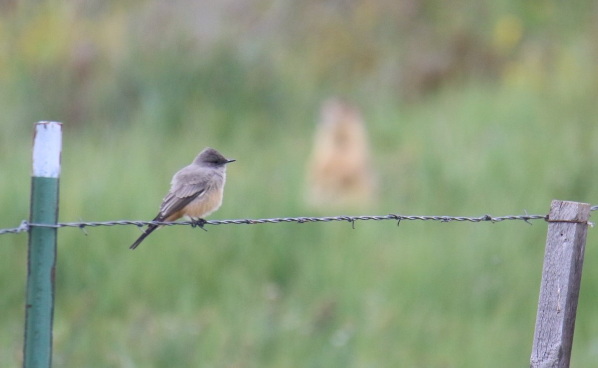 Say's Phoebe - ML495217851