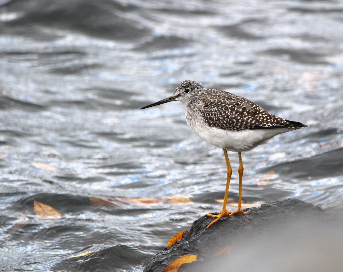 Greater Yellowlegs - ML495217941