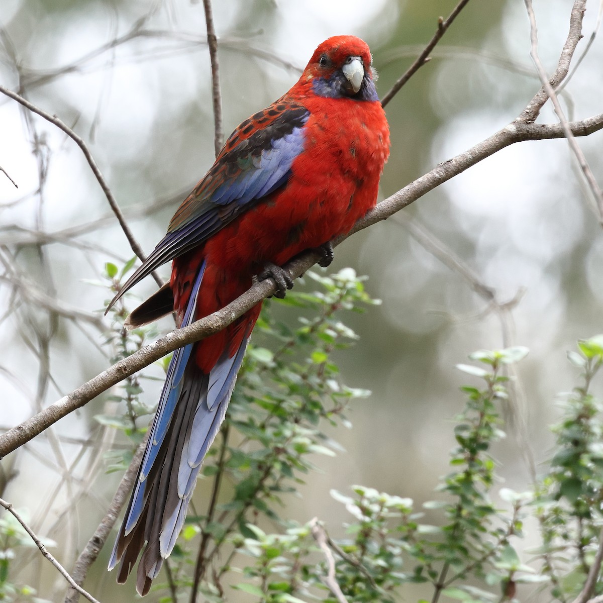 Crimson Rosella - ML495217991