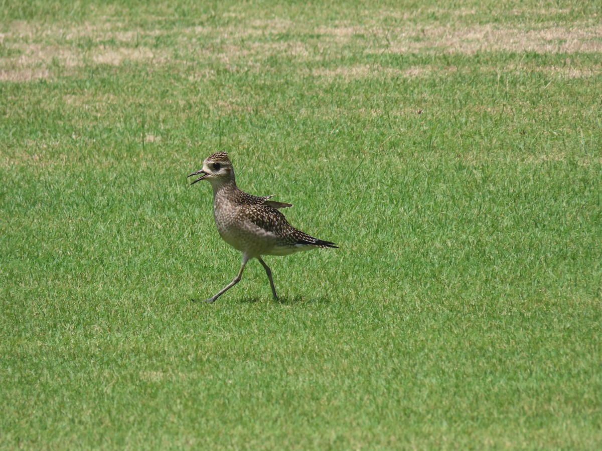 American Golden-Plover - ML495218071