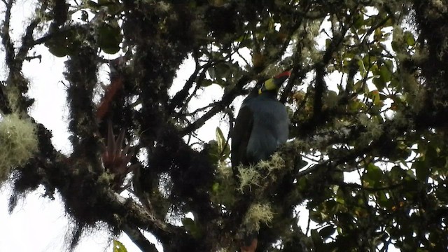 Toucan bleu - ML495219391
