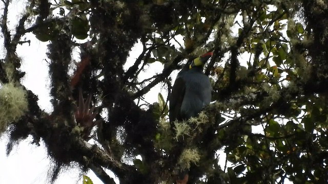 Gray-breasted Mountain-Toucan - ML495219391