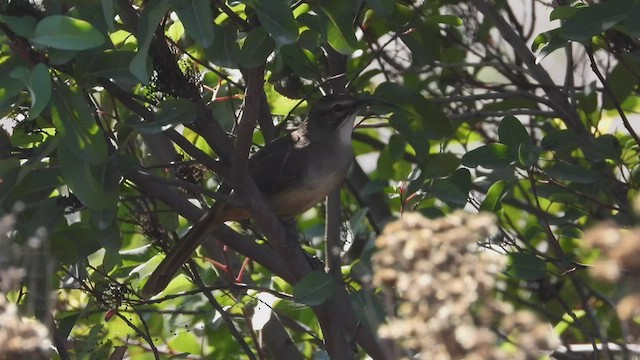 California Thrasher - ML495220351