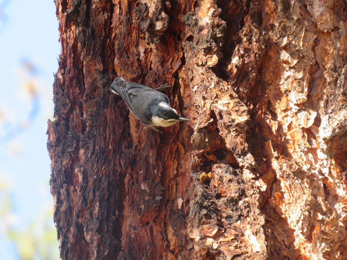 White-breasted Nuthatch - ML495220421
