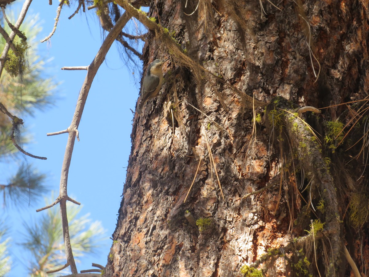 White-breasted Nuthatch - ML495220441