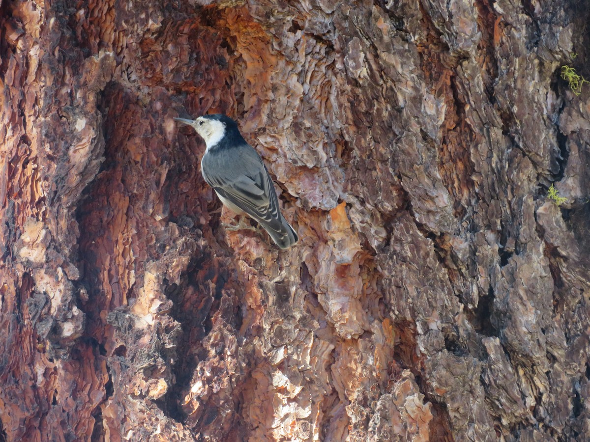 White-breasted Nuthatch - ML495220451