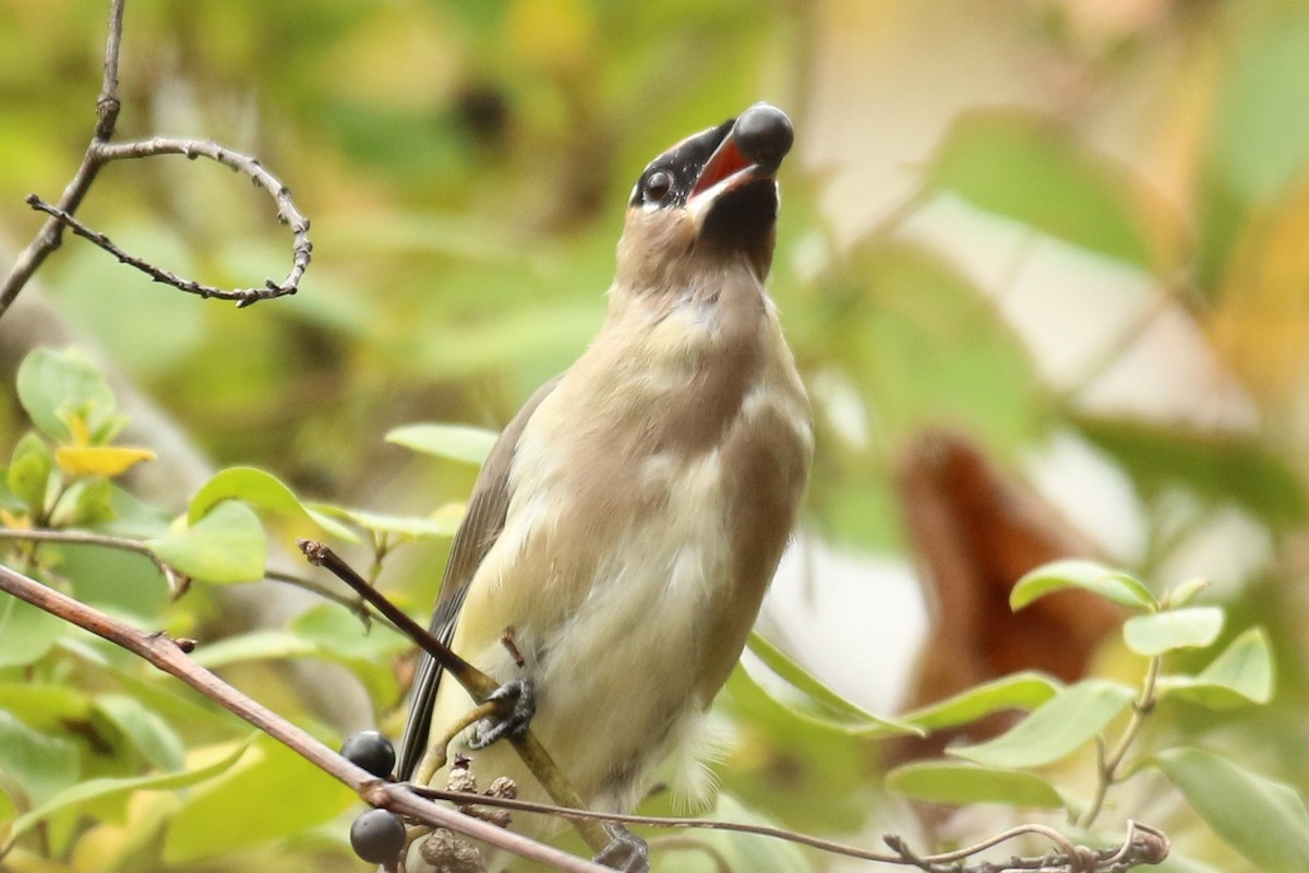 Cedar Waxwing - ML495220591