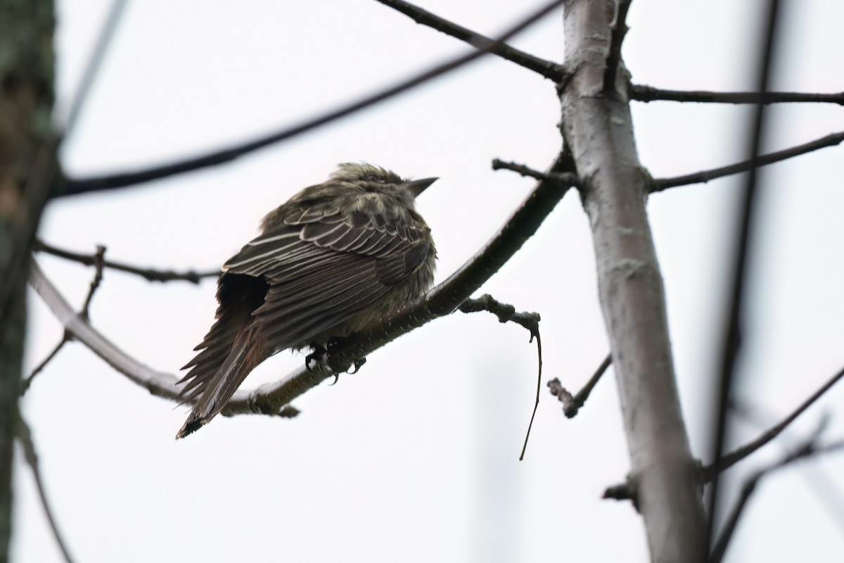 Variegated Flycatcher - ML495220871