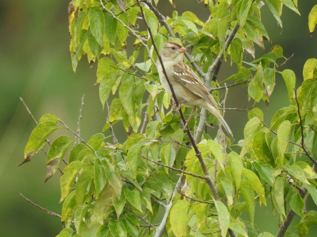 White-crowned Sparrow - ML495221591