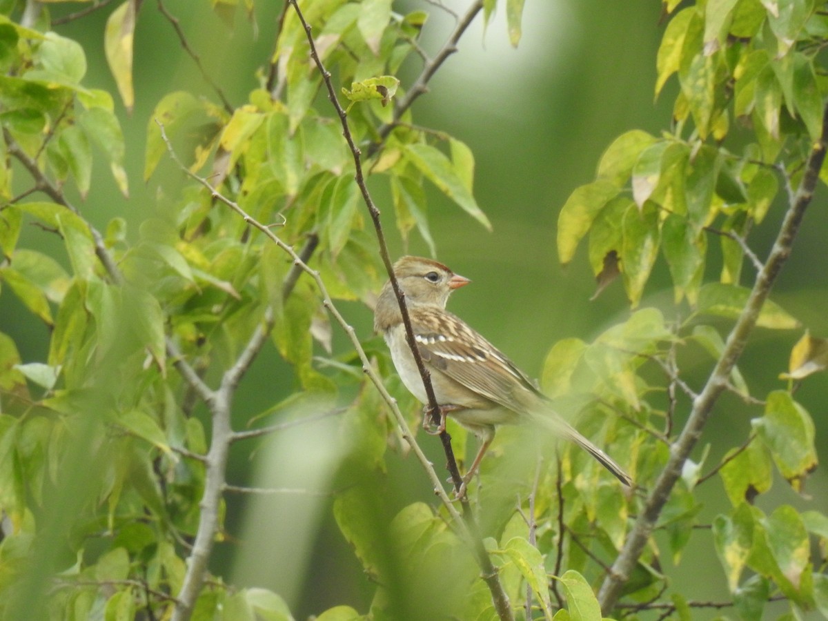 White-crowned Sparrow - ML495222391