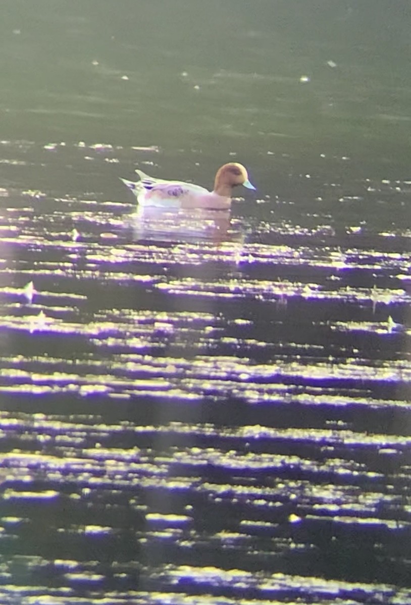 ヒドリガモ - ML495222531