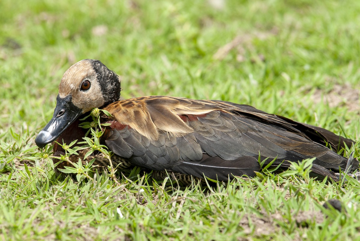 White-faced Whistling-Duck - ML495223211