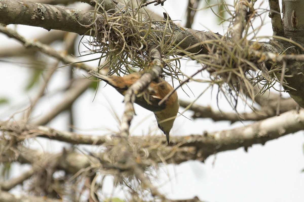 Red-breasted Nuthatch - ML495223231