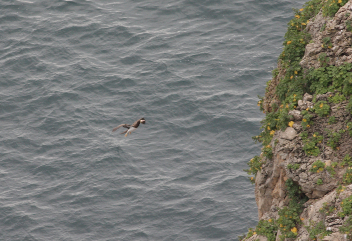 Brown Booby - ML49522351