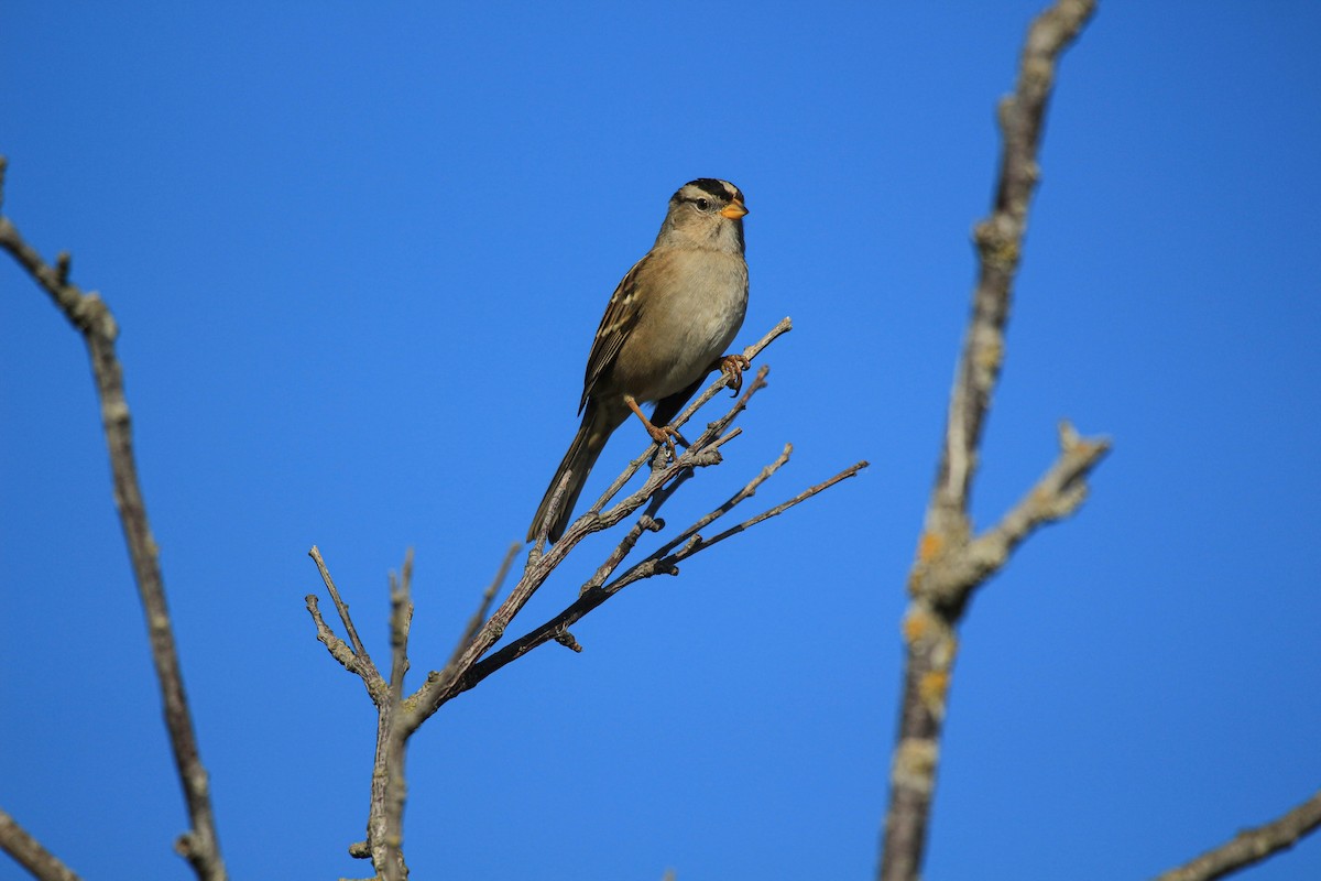 White-crowned Sparrow - ML495224321