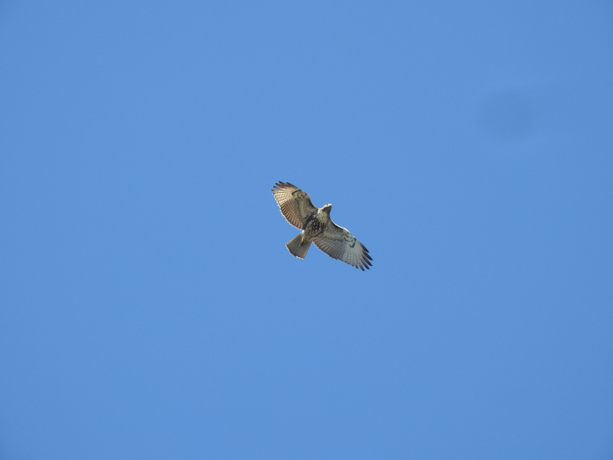 Red-tailed Hawk - ML495224631