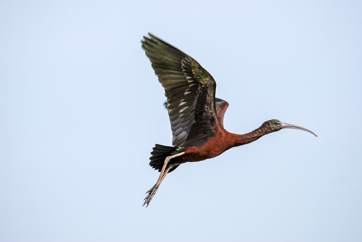 Glossy Ibis - ML495226981