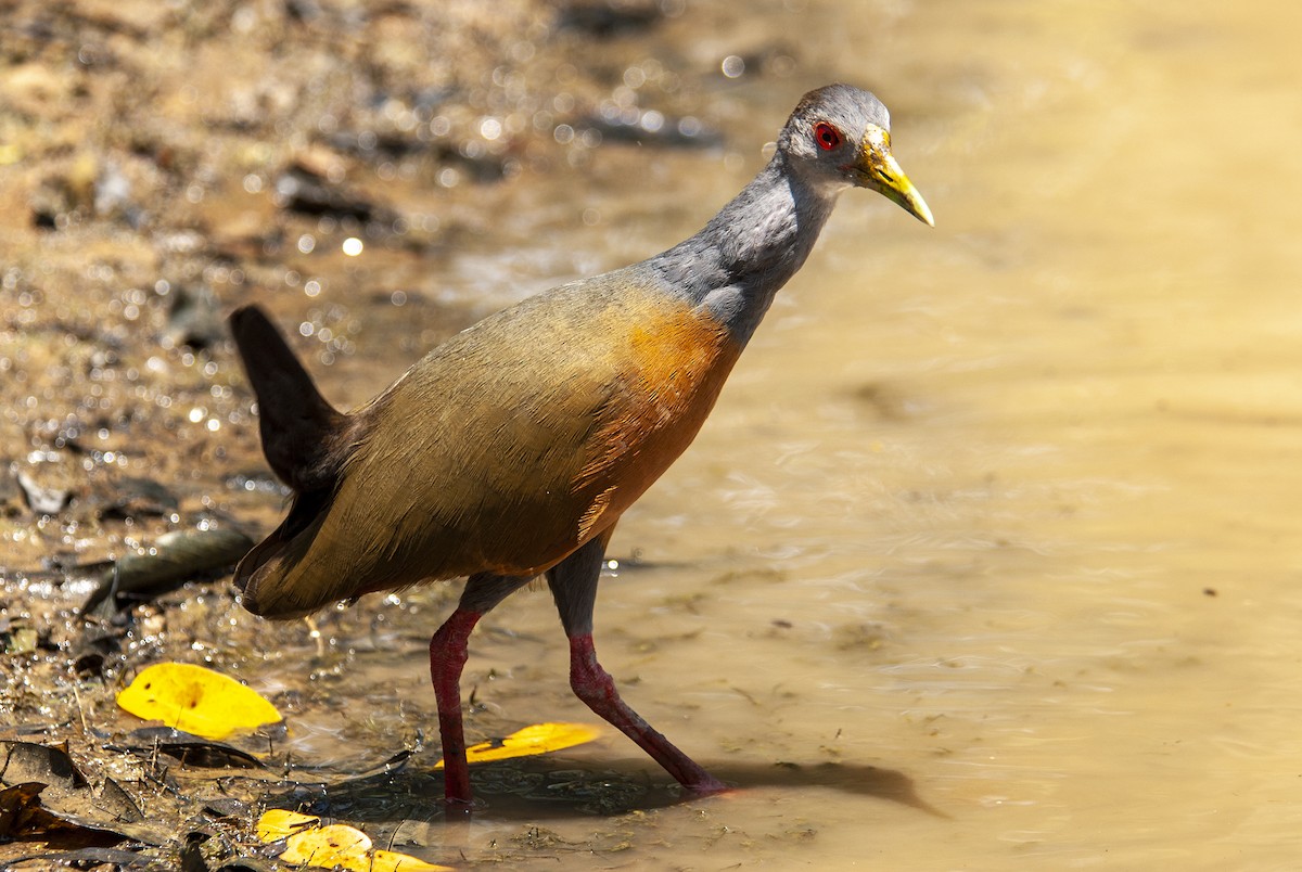 Gray-cowled Wood-Rail - javier  mesa