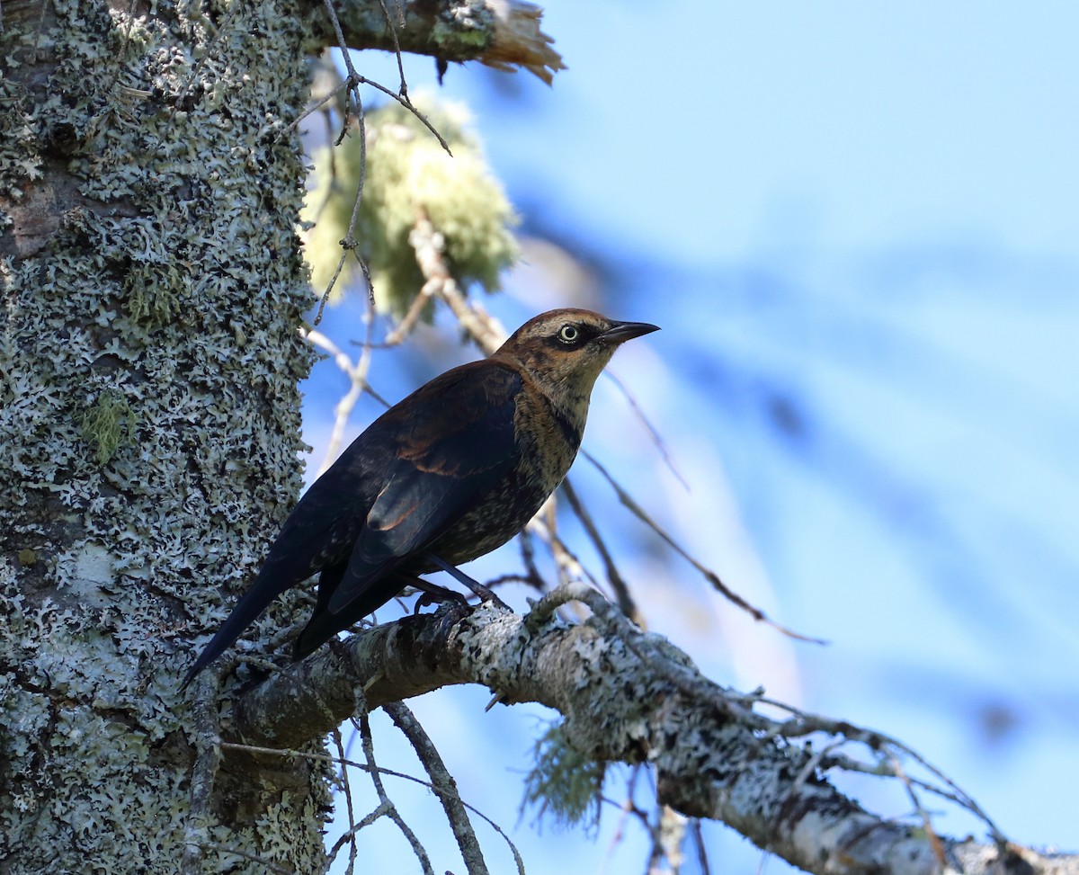 Rusty Blackbird - ML495227291