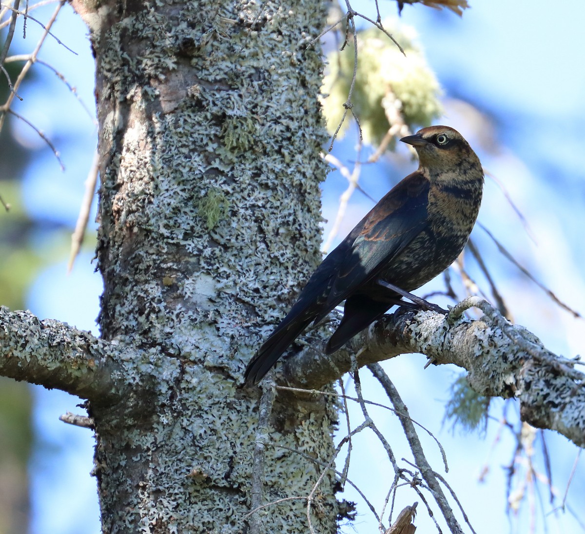 Rusty Blackbird - ML495227301