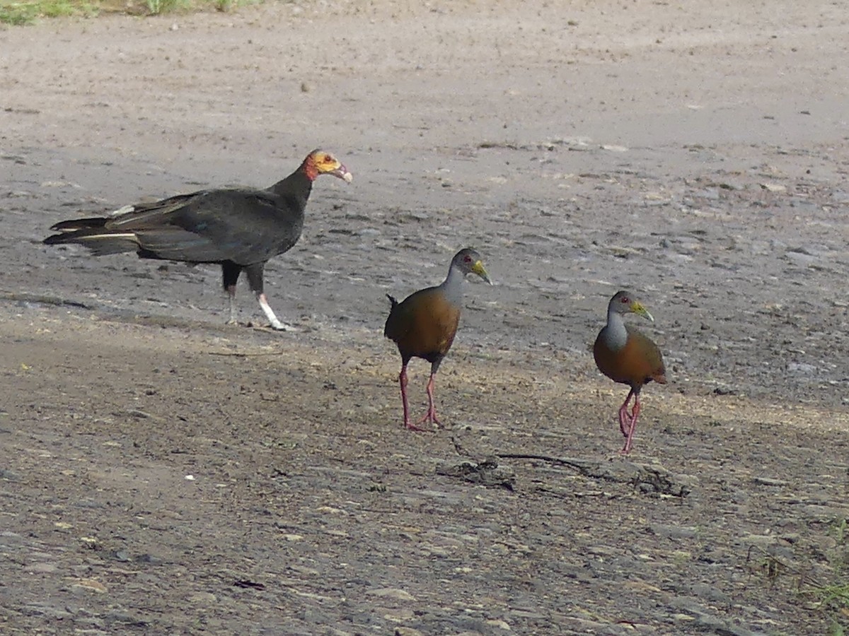 Gray-cowled Wood-Rail - Mike McGrenere