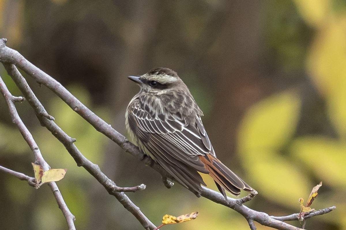 Variegated Flycatcher - John VanOrman