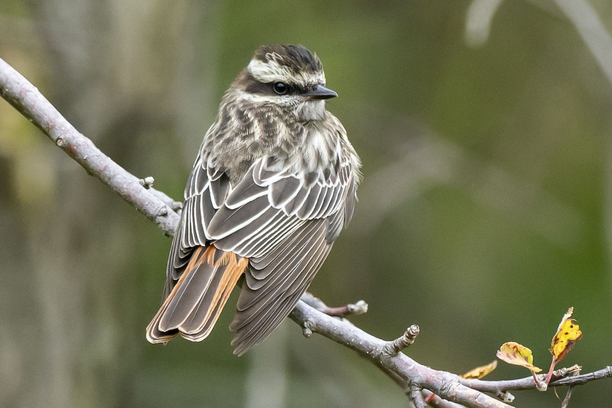 Variegated Flycatcher - ML495228371