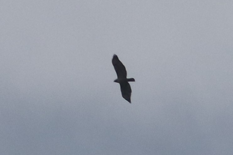 Swainson's Hawk - ML495228581