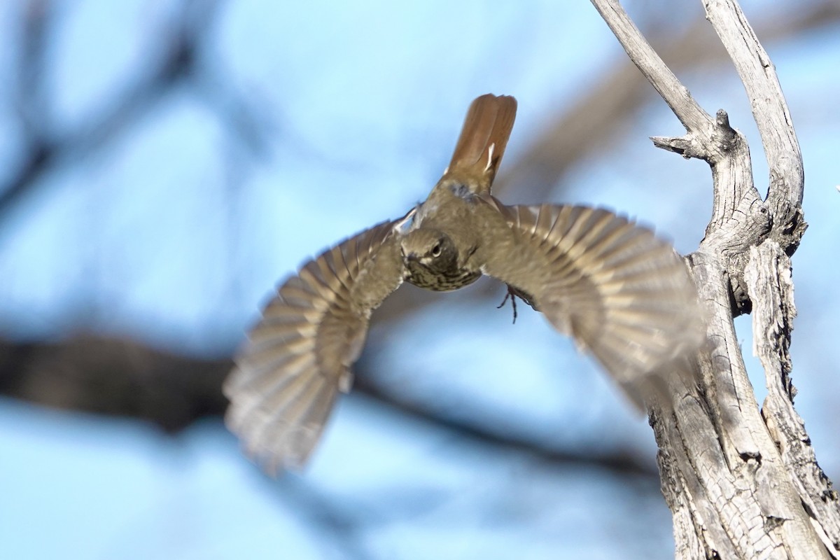 Hermit Thrush - ML495230551