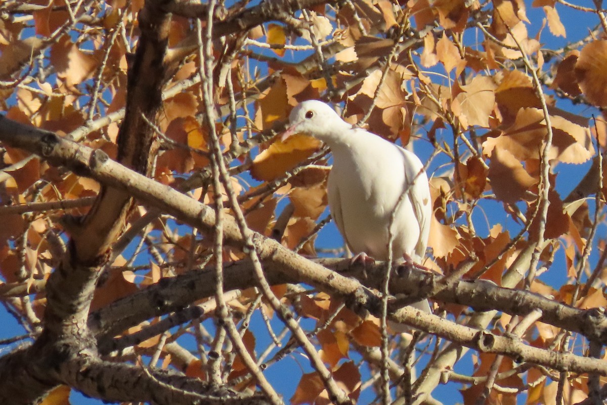 Eurasian Collared-Dove - ML495230641